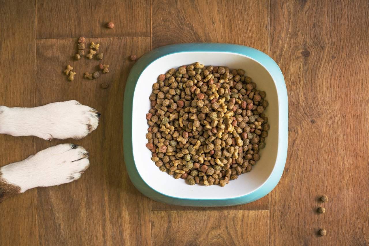 Jakie składniki powinny znaleźć się w karmie dla psa?