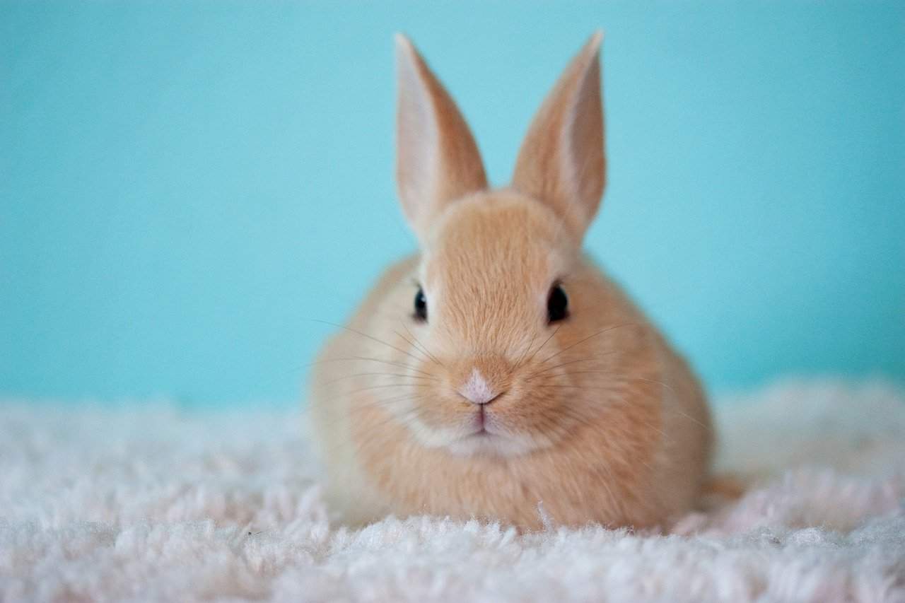 Co powinien jeść królik domowy?