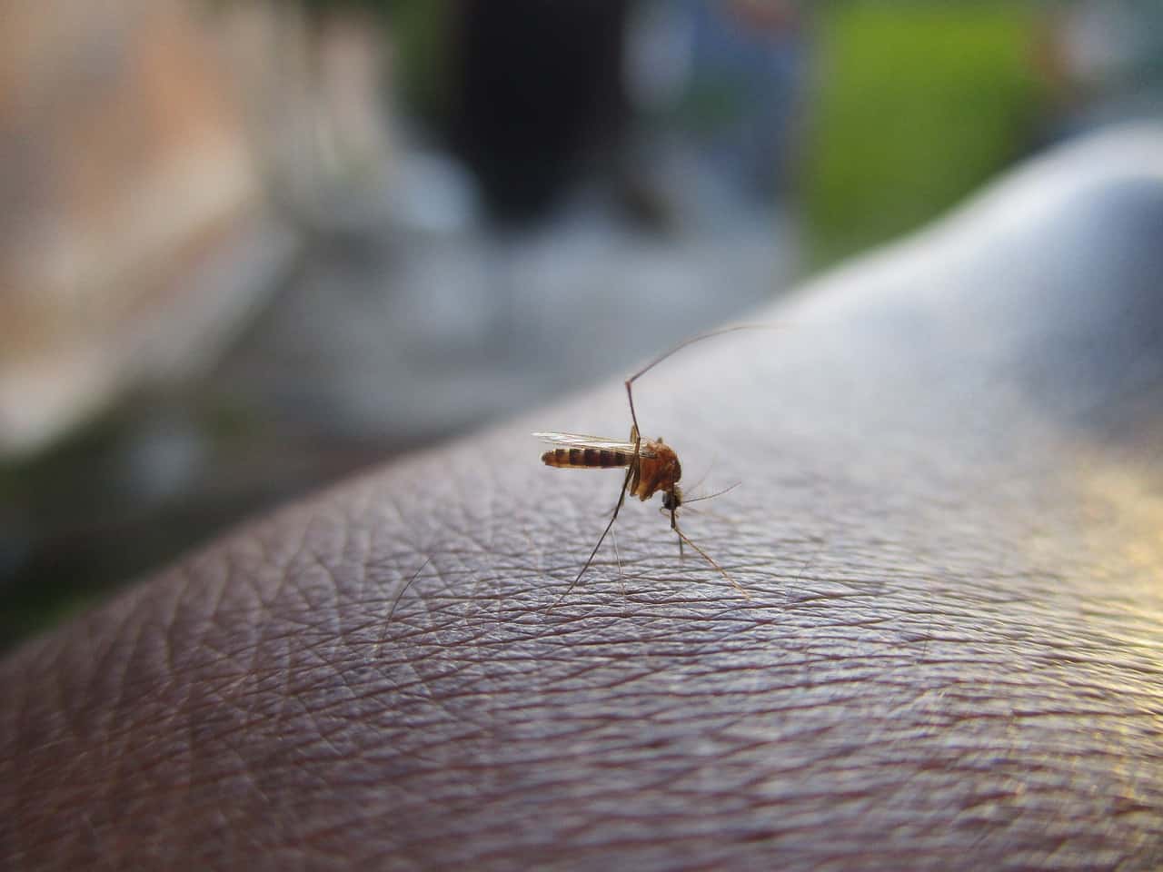 Odstraszacze komarów – skuteczna ochrona przed uciążliwymi insektami